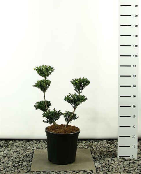 Ilex crenata Green Hedge multiplateau - hauteur totale 80-100 cm - pot 20 ltr
