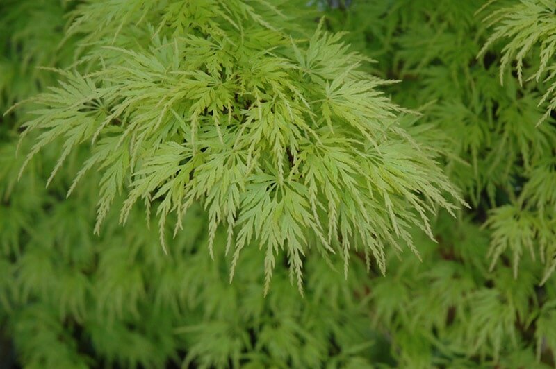 Acer palmatum Seiryu - hauteur totale 50-60 cm - pot 3 ltr