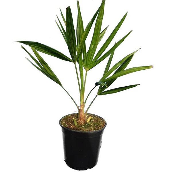 Trachycarpus fortunei - hauteur totale 40-60 cm - pot Ø 15 cm