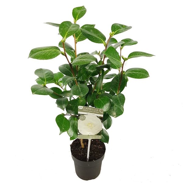 Camellia japonica Nuccio's Gem - hauteur totale 50-70 cm - pot Ø 15 cm -  MyPalmShop
