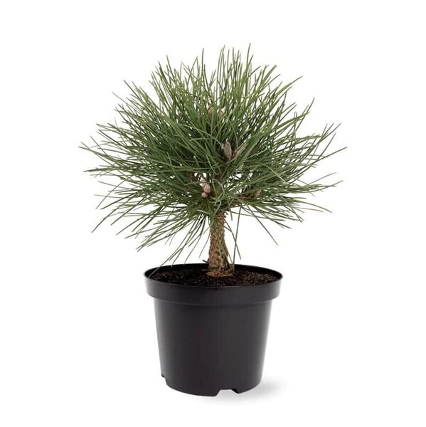 Pinus nigra Nana - hauteur totale 40-50 cm - pot 3 ltr
