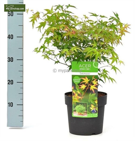 Acer palmatum Little Princess - hauteur totale 50-60 cm - pot 3 ltr