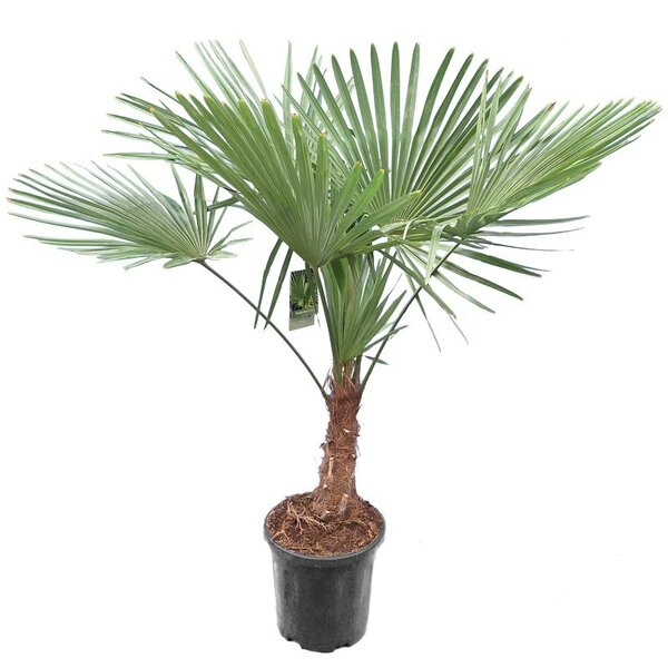 Trachycarpus fortunei XL - tronc 30-40 cm - hauteur totale 160-180 cm - pot Ø 31 cm