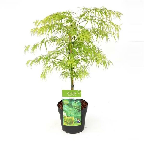 Acer palmatum Dissectum - hauteur totale 60-80 cm - pot 3 ltr