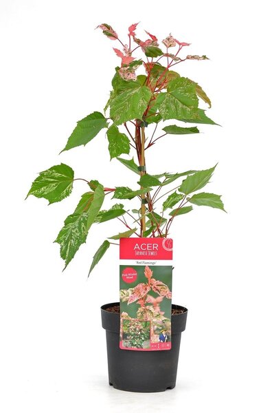 Acer conspicuum Red Flamingo - hauteur totale 40-50 cm - pot 3 ltr