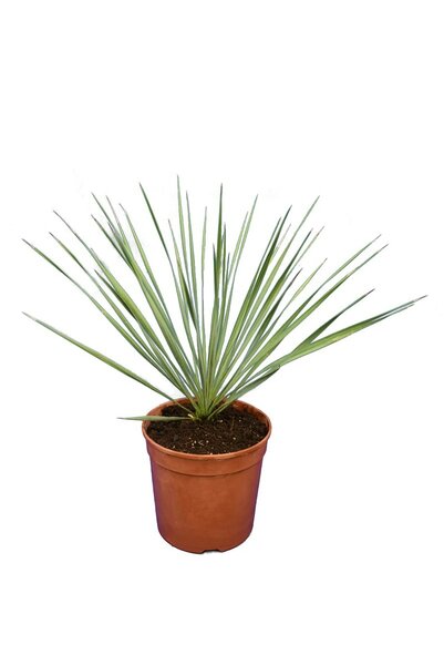 Yucca rostrata - hauteur totale 40-60 cm - pot Ø 20 cm