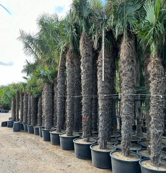 Protection hivernale du Trachycarpus fortunei en zone 7