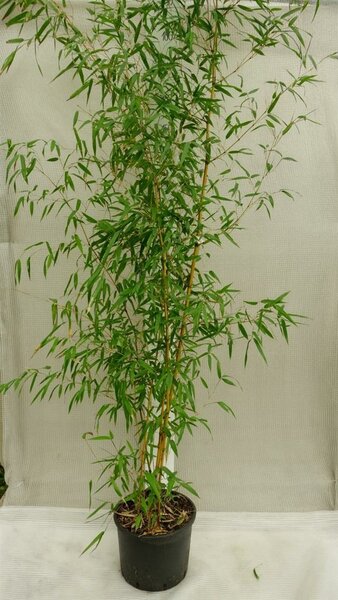 Bambou jaune - Phyllostachys aureosulcata aureocaulis