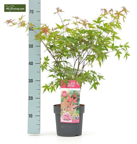 Acer palmatum Beni-maiko - hauteur totale 50-60 cm - pot 3 ltr