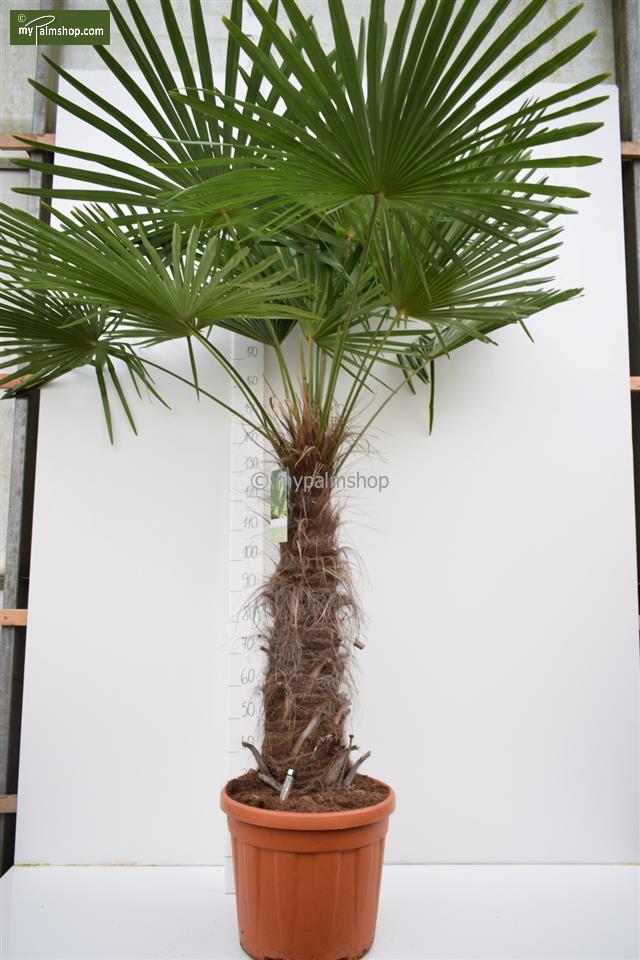Trachycarpus fortunei : le palmier robuste pour les jardins européens