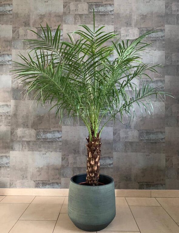 palmier d'intérieur