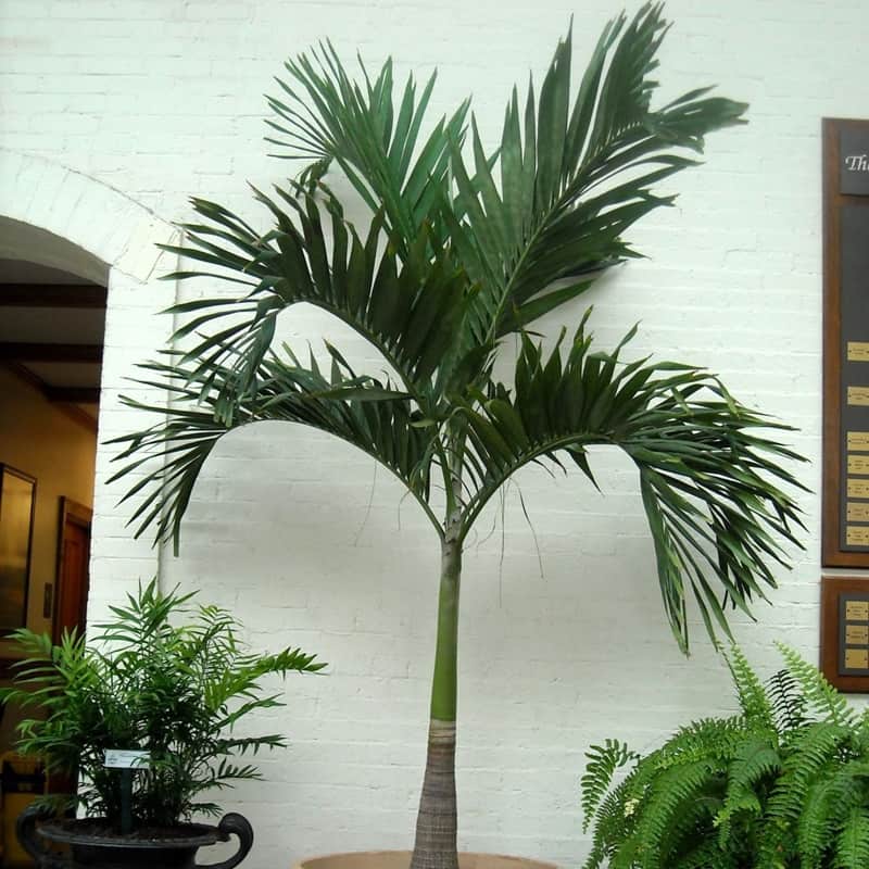 Les palmiers d’intérieur et leurs propriétés de purification de l'air
