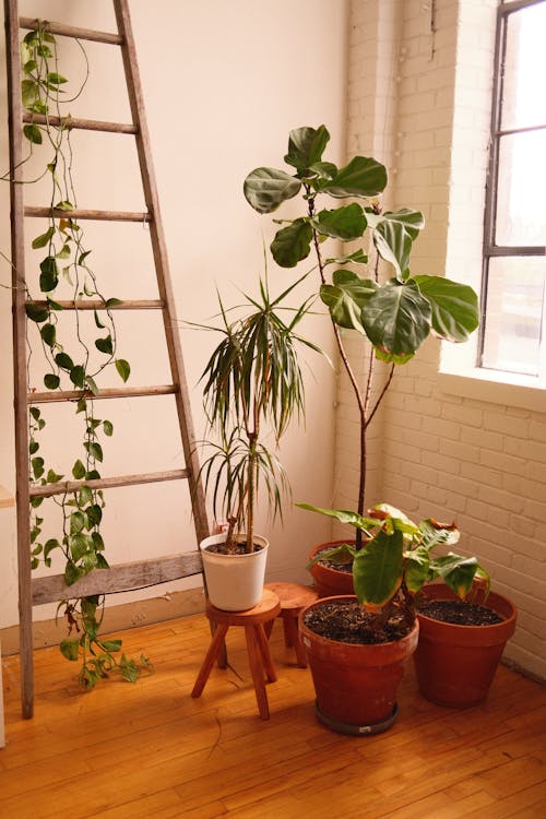 Une maison accueillante commence par des plantes