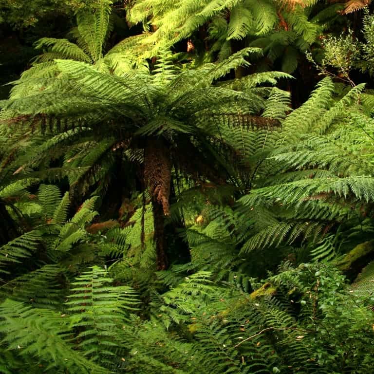 Dicksonia antarctica