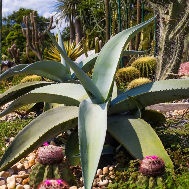 Autre plantes du désert