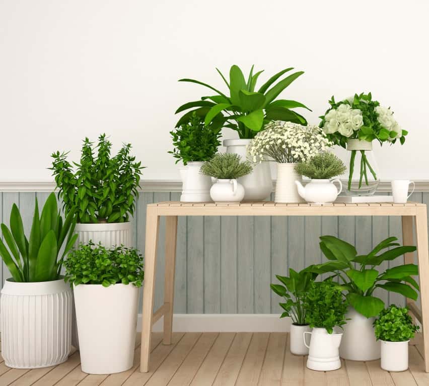 Plantes d'interieur