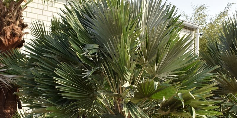 Chamaerops humilis Vulcano