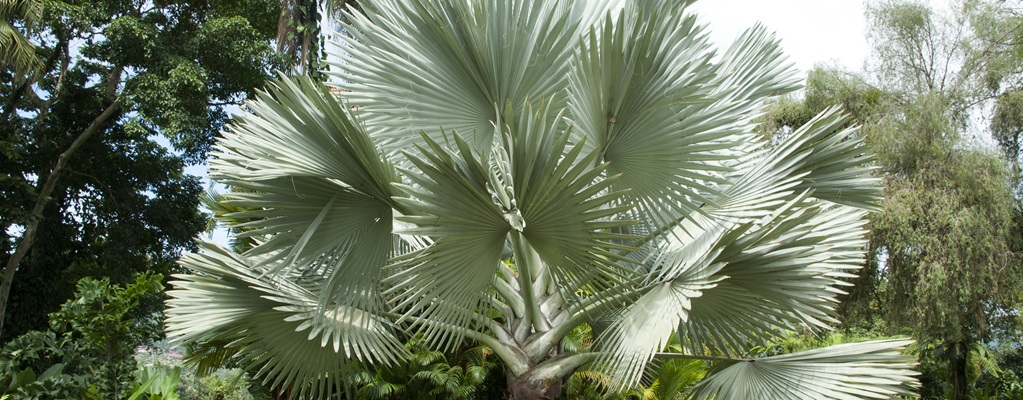 Autres Palmiers