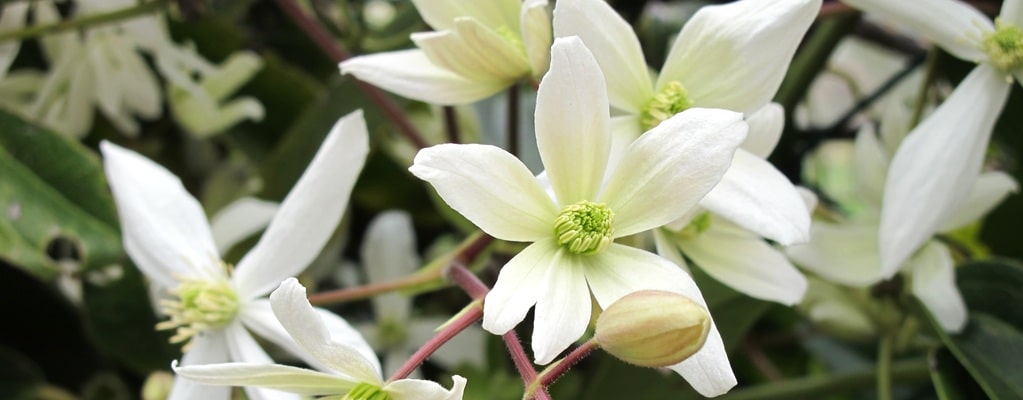 Plantes à fleurs