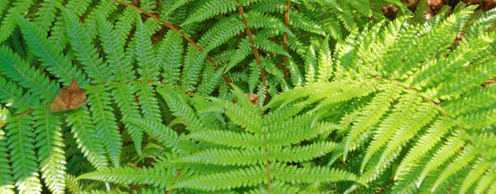 Autre Dicksonia