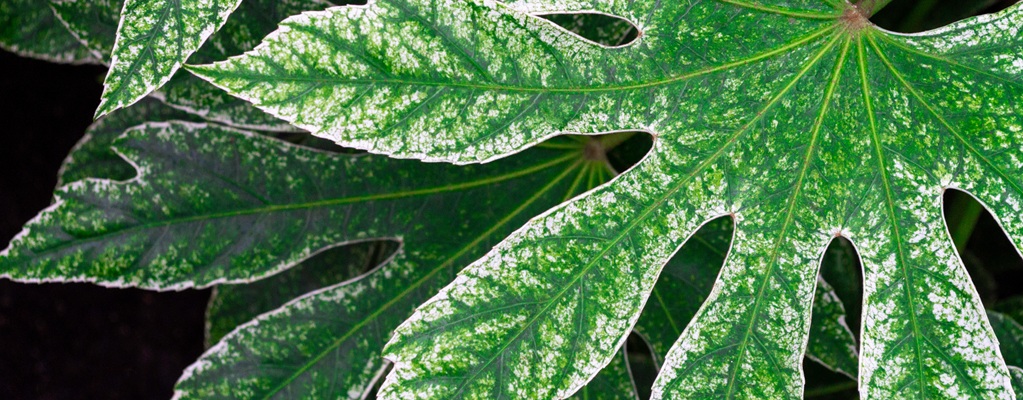 Plantes à feuillage