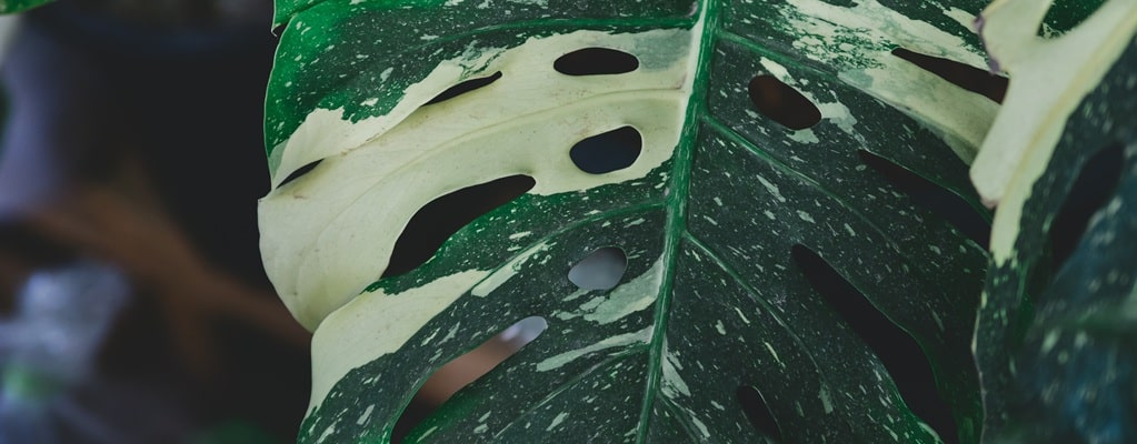 Plantes panachées