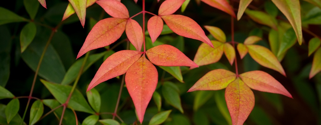 Haies ornementales compactes