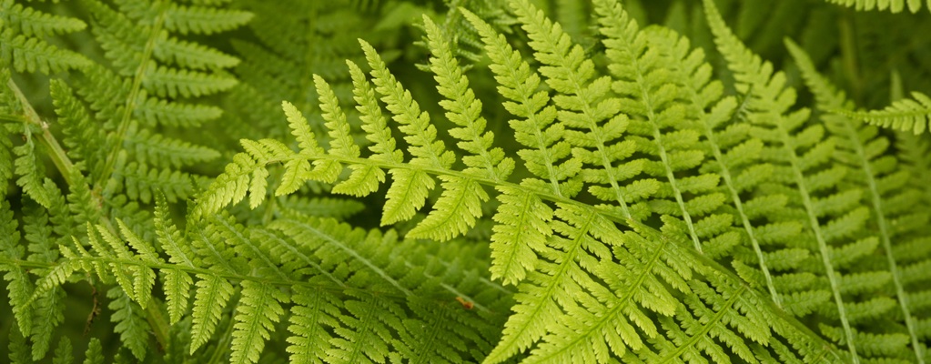 Plantes d’ombre pour l’extérieur