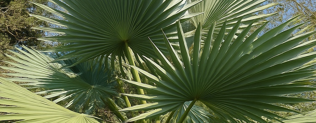 Autres Trachycarpus