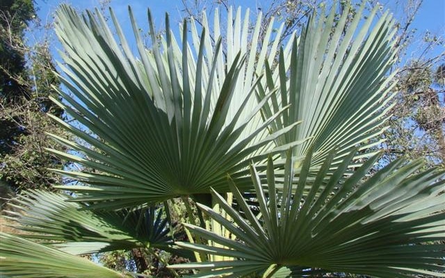Autres Trachycarpus