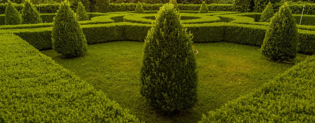Buxus