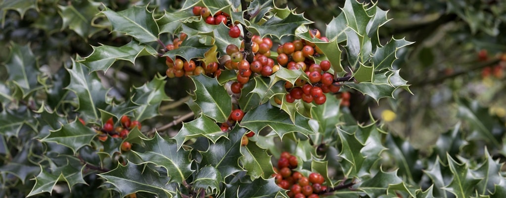 Ilex