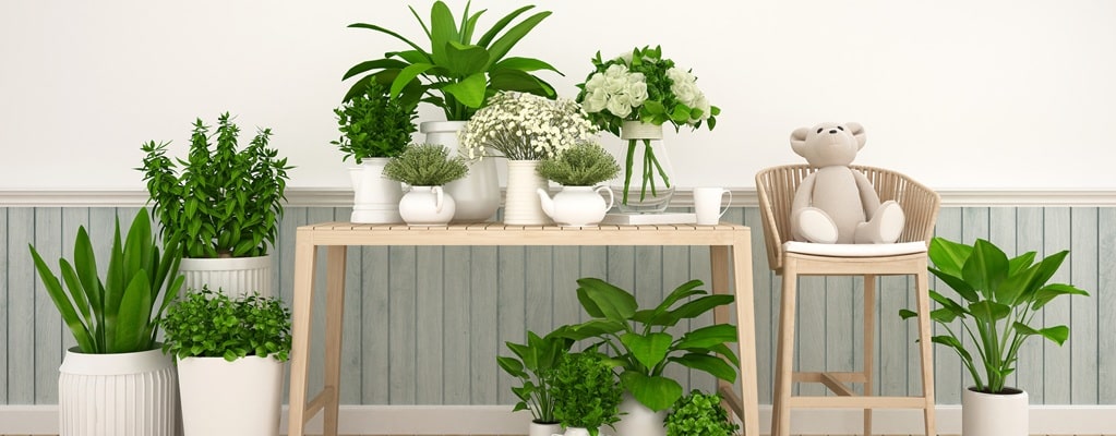 Plantes d'interieur