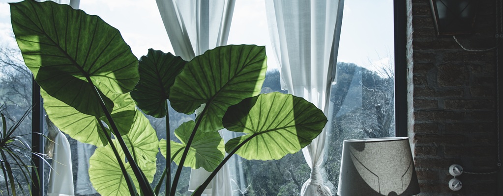 Grandes plantes d'intérieur