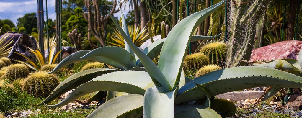 Autre plantes du désert