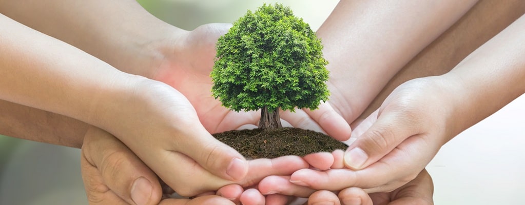 Accessoires pour arbres