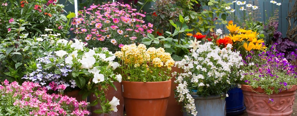 Plantes en pot