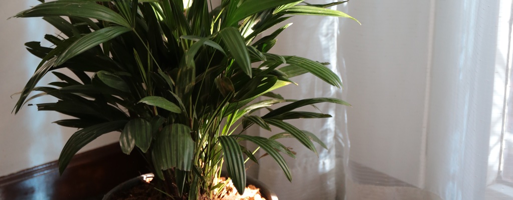 Plantes d’ombre pour l’intérieur