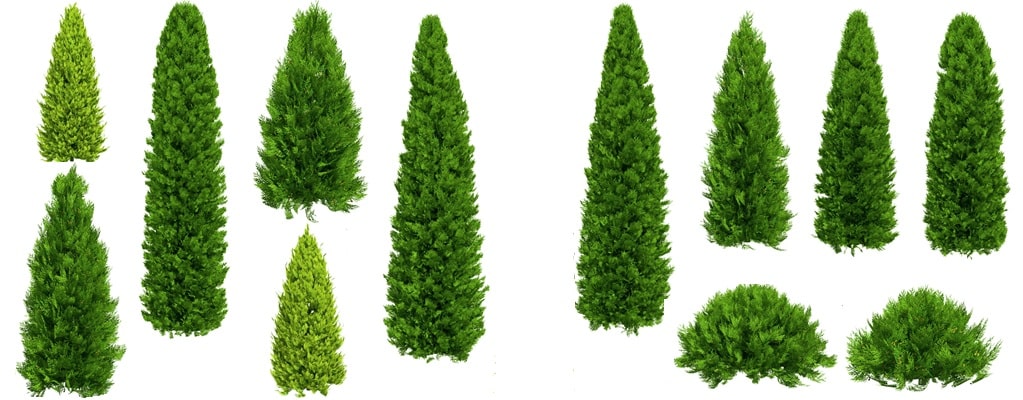 Thuja