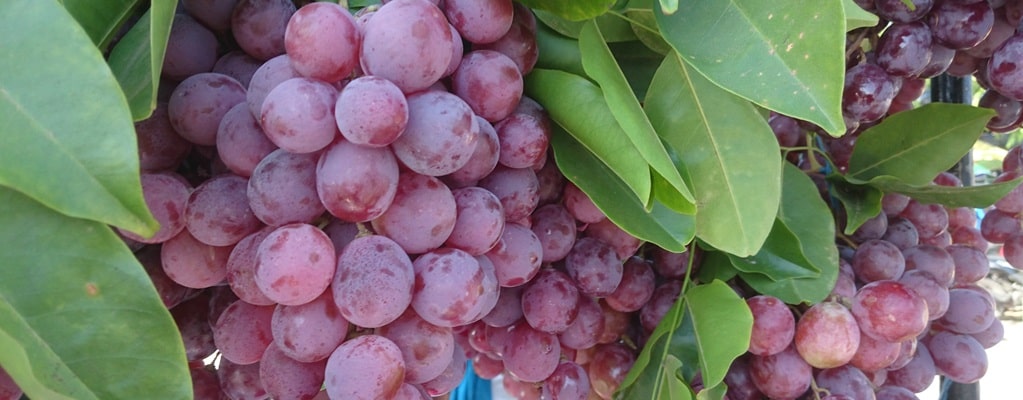 Raisins