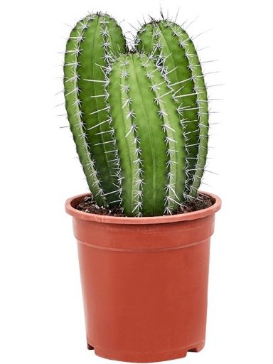 10035 - polaskia chichipe
