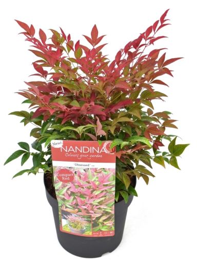 3834 - nandina domestica obsessed -min