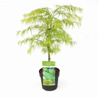 4224 - acer palmatum dissectum