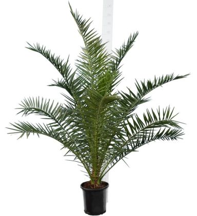 4834 - phoenix canariensis 180-200 26 custom  k-min