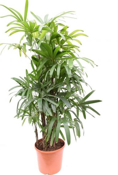 5584 rhapis excelsa 150-170 35 k-min