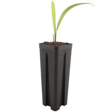Trachycarpus princeps x wagnerianus