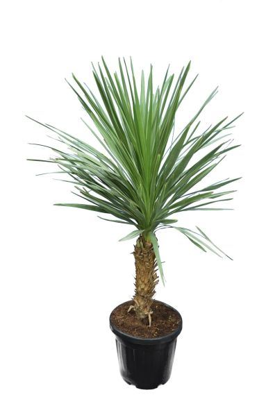 8662 - cordyline australis