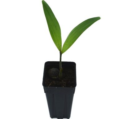 9942 - wodyetia bifurcata k-min