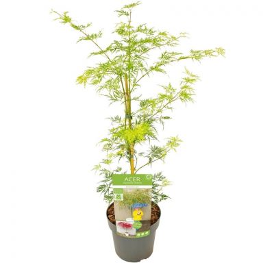 Acer palmatum emerald lace 1-min