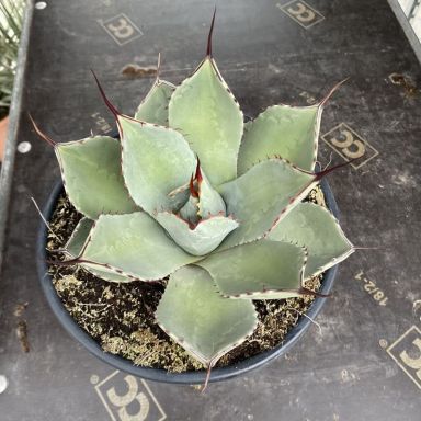 Agave parryi var